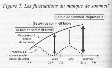 Schéma des fluctuation du manque de sommeil avec le pique d'adénosine et le rythme circadien